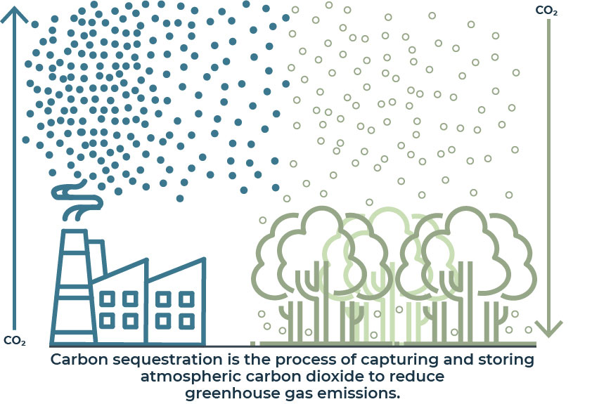 Land Use Sequestration Process Infographic