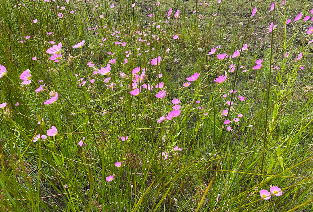 native banner SKC CCC