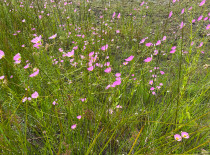 native banner SKC CCC