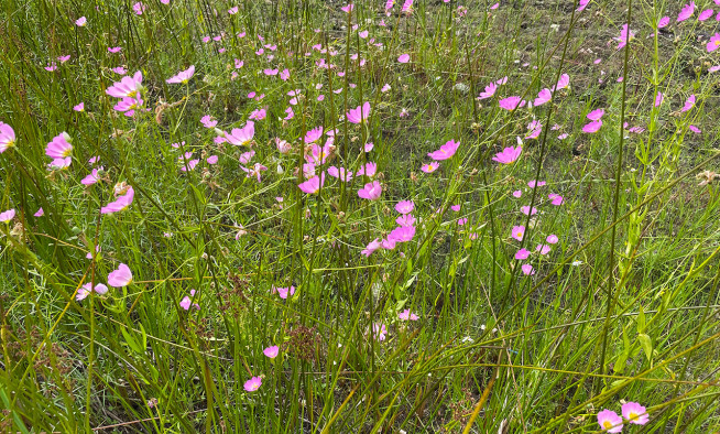 native banner SKC CCC