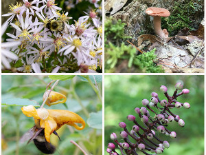 Cape Cod Native Plant List